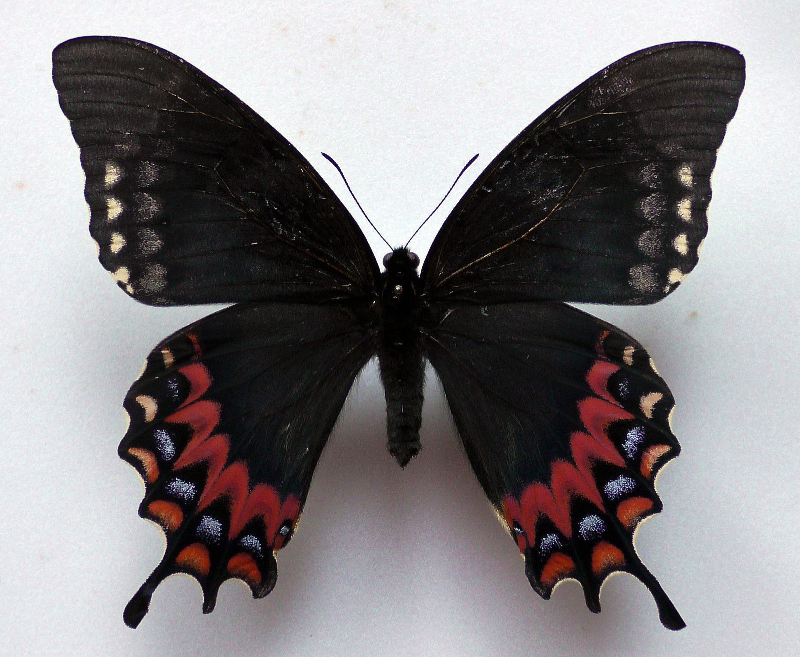 Papilio garamas female (aberration) [Internet image property of respective owner, non commercial use only]